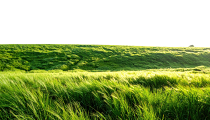 Lush Green Grass Landscape Under Bright Sunlight with Clear Horizon and Natural Serenity
