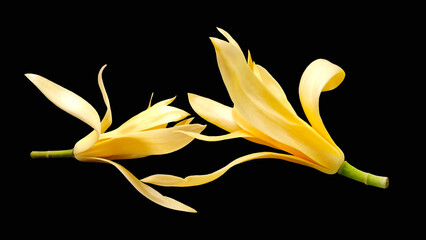 Champaka on white background.Magnolia  Flowers,isolated on black  background.