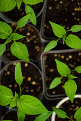Young green plants thrive in their pots, reaching for the warm sun in a vibrant indoor garden