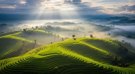 Vibrant Green Rice Terraces Bathed in Golden Morning Sun Rays and Mystical Fog