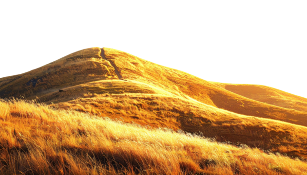 Rolling Golden Hills with Vibrant Grass Under a Sunset Sky in a Tranquil Landscape