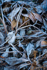 Delicate frost envelops fallen leaves in a serene garden during the early morning hours