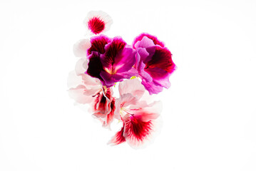 Fresh flowers bloom in various shades of pink and white, showcasing natural beauty and elegance