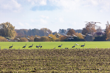 Fototapeta premium Kraniche auf abgeernteten Maifeld in der Region Zingst an der Ostsee.