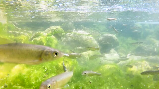 Shoal of fish Squalius squalus,Italian Chub or Cavedano,swimming in a clear Lazio river among rocks and algae,showing natural freshwater biodiversity and Mediterranean aquatic wildlife behavior.
