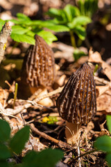 Clusters of morel mushrooms emerge from forest floor debris, signaling the arrival of spring
