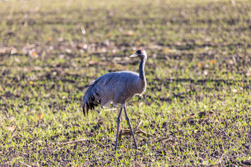 Fototapeta premium Kranich auf abgeernteten Maifeld in der Region Zingst an der Ostsee.