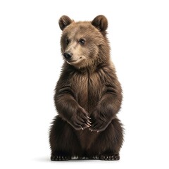 Fototapeta premium Adorable young brown bear cub standing on hind legs against white background