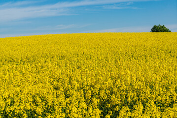 Obraz premium Golden rapeseed blooms stretch across a vast landscape, creating a stunning view in spring sunlight