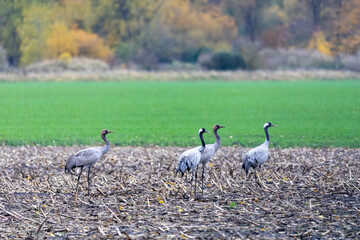 Fototapeta premium Kraniche auf abgeernteten Maifeld in der Region Zingst an der Ostsee.