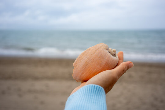 Hand holding a large seashell against the blurred background of a sandy beach and ocean waves on a cloudy day, close-up detail of shell texture and natural colors