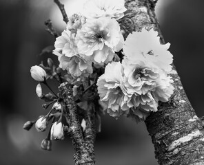 A close-up black and white photograph of cherry blossoms on a tree branch, showcasing the delicate petals and buds.