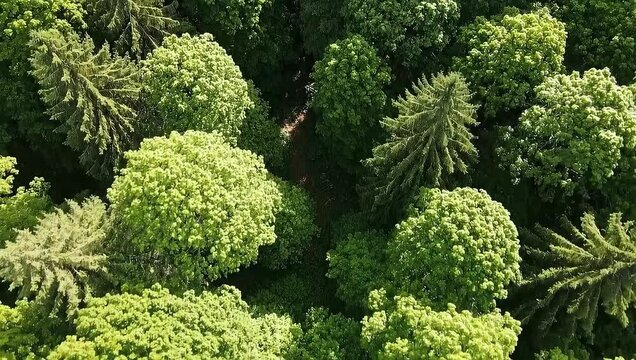 Top-down aerial of lush green forest canopy