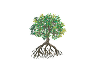 mangrove plant vector illustration, 