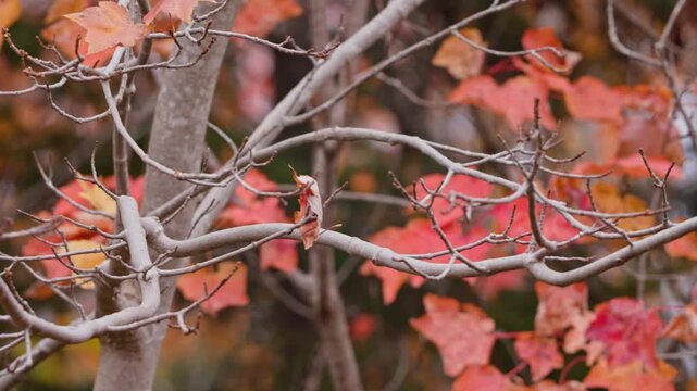 Wild Blue Jay In Autumn Forest Nova Scotia Canada Wildlife. A Vibrant Blue Jay Bird Poses On A Tree Branch Surrounded By Warm Fall Colors In The Scenic Woods Of Canada.