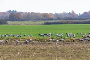Obraz premium Kraniche auf abgeernteten Maifeld in der Region Zingst an der Ostsee.