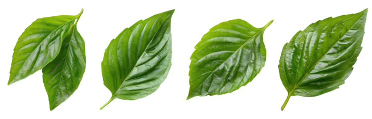 Set of herbs, Thai Basil leaf, Isolated on a transparent background.
