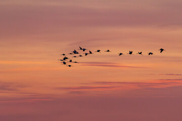 Obraz premium Am rosa Himmel fliegende Kraniche.