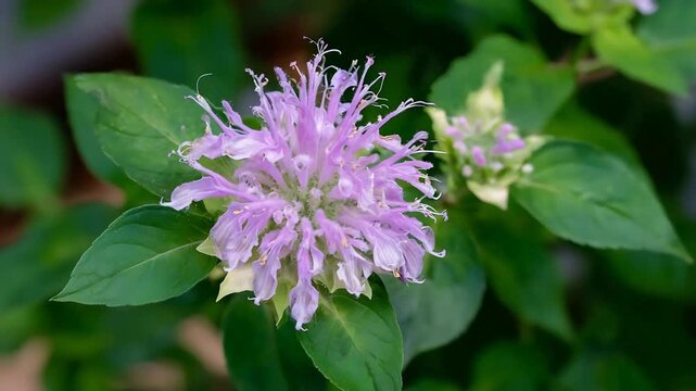 Close up of a delicate purple monarda flower blooming in lush green garden.