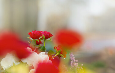 Kleine Rosenblüten im Freien in Vase am Grab, freier Hintergrund