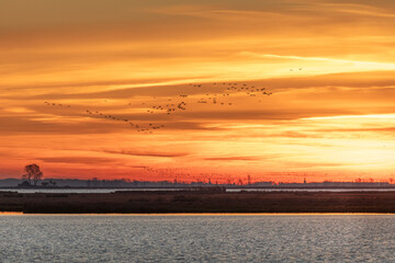Obraz premium Vor Sonnenaufgang bei Morgenrot fliegende Kraniche am Bodden vor Zingst.