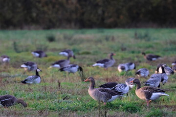 geese