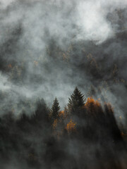 Misty autumn forest, landscape photo wallpaper