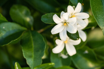 Close-up of beautiful White Orange Jasmine (Murraya paniculata) flowers in bloom.