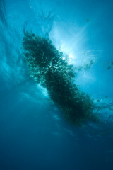Sargassum Weed floating in the Gulf Stream off the Florida Keys
