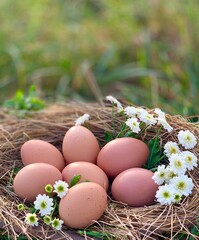 Farm organic eggs on a natural rustic background. Eco-friendly product. Concept of organic food
