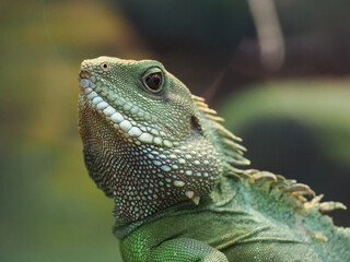 Detailed Close-up Portrait of a Green Chinese Water Dragon