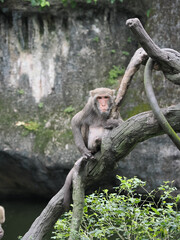 Formosan Rock Macaque Perched on a Tree Branch