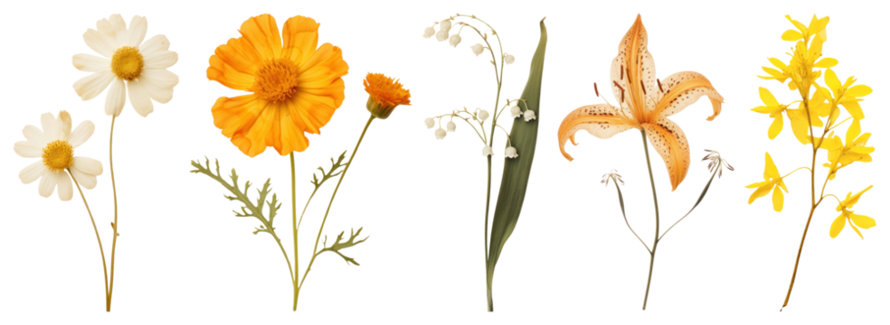 Colorful botanical floral arrangement