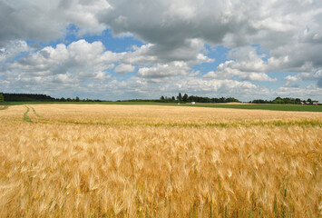 Rye wheat field in Zemite, Latvia with green tire tracks with clouds