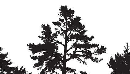 Stunning silhouette of evergreen pine trees against a clean white background, perfect for natural design elements and seasonal themes.