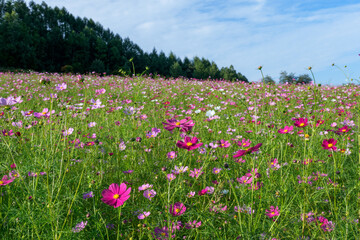 Obraz premium Cosmos Flower Field in Engaru, Hokkaido, Japan