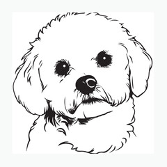 bichon frise dog vector