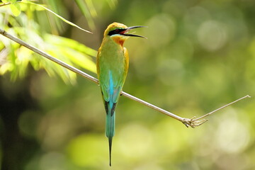 green bee eater