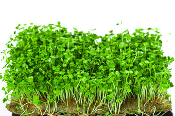 Obraz premium Green young sprouts of arugula grown on a linen mat for eating. White background. Close up.