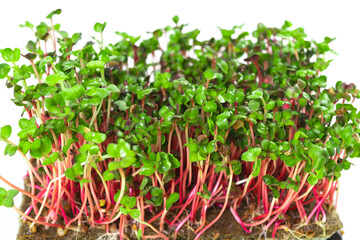 Young shoots microgreen of radish coral grown on a linen mat for eating. Green leaves and red stems of sprouts. White background. Close up.