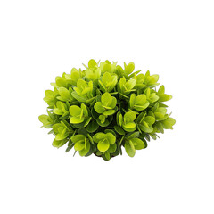 Isolated Bright Green Spherical Bush with Small Leaves Against a Pure White Background