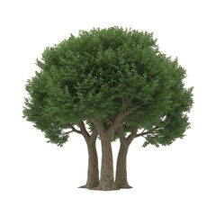 Large Green Tree With Multiple Trunks and Lush Foliage Isolated on a Transparent Background Showing Detailed Bark Texture in Natural Lighting