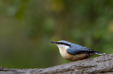 Eurasian Nuthatch on Woodland Perch