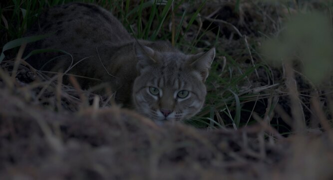 As dusk settles, the Bobcat crouches low behind thick grasses, watching intently