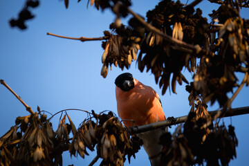 A male Eurasian bullfinch perches on a branch between dry maple seeds, looking toward the camera lens on a sunny autumn day.