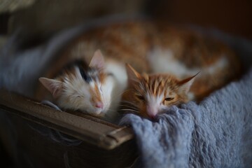 Two Ginger Kittens Snuggling Together on a Blanket
