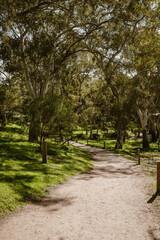 Vertical image of an empty walking path surrounded by eucalyptus trees green grass with yellow flowers outdoor at daytime during spring in Morialta Conservation Park in Adelaide in Australia.
