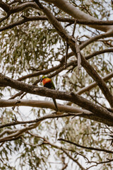 Vertical image of a colourful parrot bird with green and orange sitting in an Eucalyptus tree with green leaves outdoor at daytime during spring in Morialta Conservation Park near Adelaide.