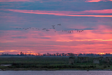 Obraz premium Nach Sonnenuntergang fliegende Kraniche am Bodden vor Zingst.