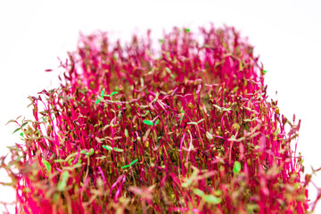 Wilting red sprouts microgreen of amaranth plant. Problems of growing useful shoots arising from improper plant care.